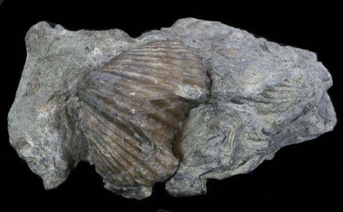 Platystrophia Brachiopod Fossil From Kentucky #35122